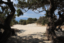 trees chrissi island